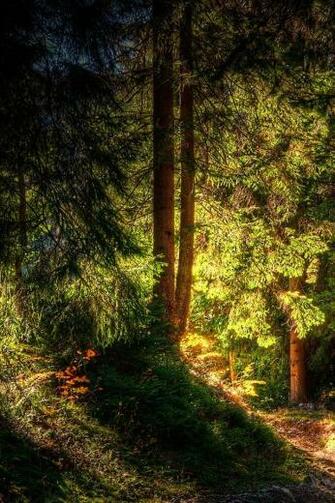 iPhone Tree Wallpaper Background