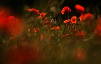 Wallpaper Light Flowers Nature The Dark Background Green