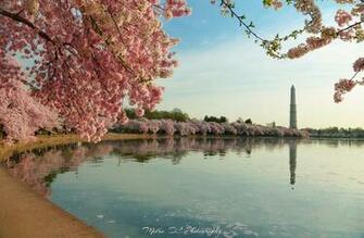 Cherry Blossoms