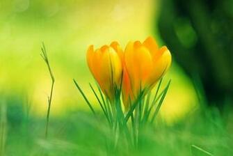 Back Gallery For Flowers Wallpaper Desktop Background Full Screen