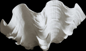 Giant Clam Shell Isolated Wallpaper