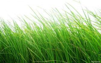 Wallpaper Nature Grass Football Pitches