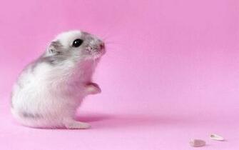 Hamster Wallpaper