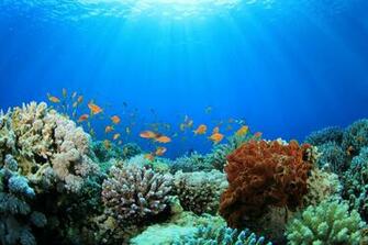 Coral Reef