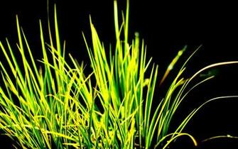 3d Grass Wallpaper HD
