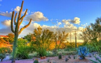 Beautiful Wallpaper Cactus