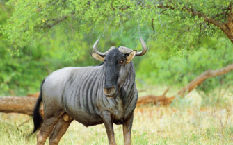 Wildebeest Full HD Wallpaper And Image