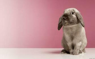 Funny Image Collection Rabbit And Chicken Wallpaper