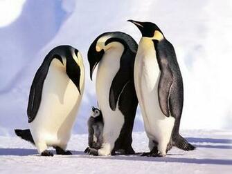 Penguins Family Screensaver Screensavers