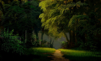 Forest Green 4k HD Wallpaper