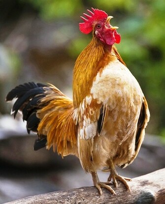 Econcientiza Los Gallos Tienen Un Reloj Biol Gico Que Hace
