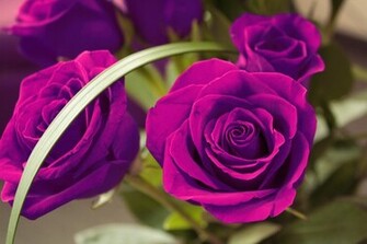Purple Haze Wallpaper