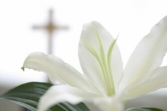Lily Wallpaper On Screen To Spread Cheer Of Easter And Religious
