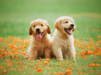 Dog Image HD Background Pngs Vectors Illustrations