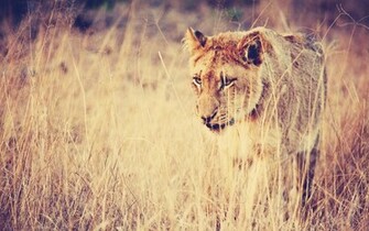 Lioness Wallpaper Stock Photos