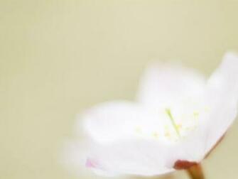 Related Pictures Soft Color Wallpaper Colorful Desktop Background