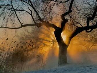 Misty Winter Morning Wallpaper Cool HD Background