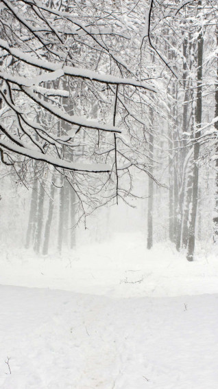 Winter Forest Phone Wallpaper
