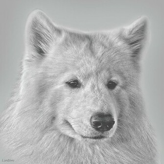 Drawn Samoyed Wallpaper