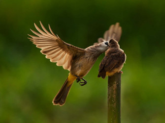 Mother Bird Picture Wallpaper