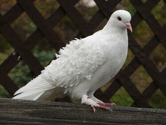 Cool Daily Pics White Dove Background Wallpaper