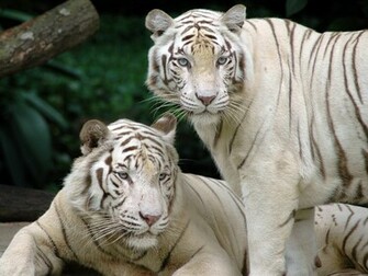 Animals Zoo Park White Tiger Wallpaper For Desktop