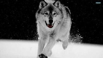 Wolf Wallpaper