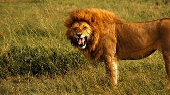 Lion Desktop Wallpaper HD