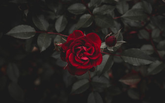 Red Rose Bud Flower Nature 4k Ultra HD Wallpaper