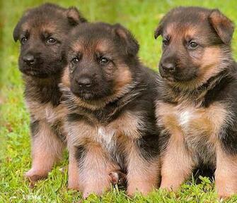 German Shepherd Puppy Pictures