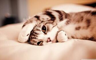 Funny Lazy Cat 4k HD Desktop Wallpaper For Ultra Tv