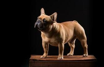 Wallpaper French Bulldog Dog Drawer