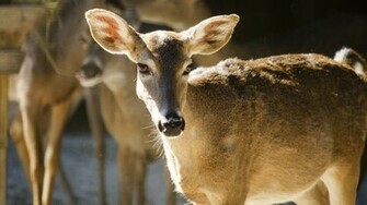 Beautiful Wallpaper Deer