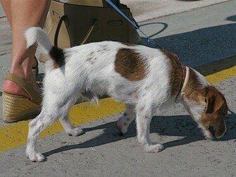 Wallpaper Desktop HD Background Jack Russell Hos