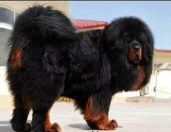 Tibetan Mastiff HD Wallpaper