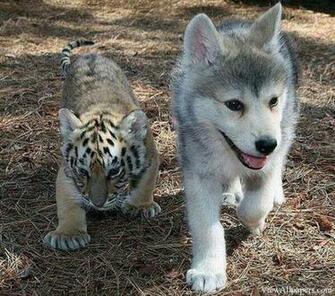 Animal Planet Husky And Tiger Babies Animals HD Wallpaper
