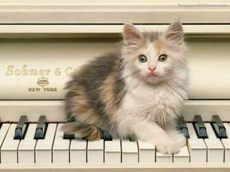 Pets Wallpaper