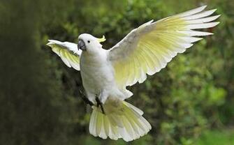 Cockatoo HD Wallpaper Background Image
