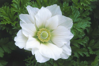 Anemone Flower Picture Wallpaper