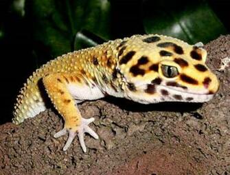 Gecko Wallpaper Widescreen 995qogx 4usky