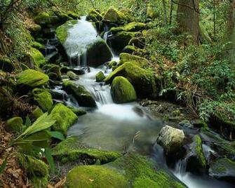 Forest Waterfall Wallpaper Rivers Nature In Jpg