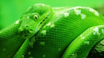Green Snake Wallpaper