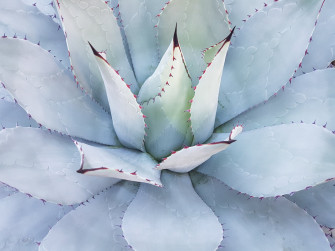 Cactus iPhone Wallpaper