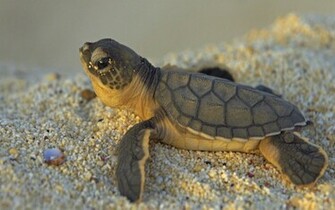 Cute Turtles Wallpaper