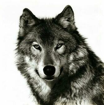 Best Wolf Face Tattoo Ideas