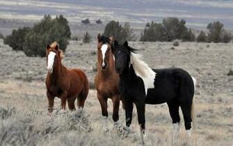 Animals Wallpaper Horse