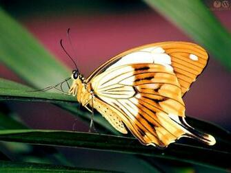 Your Wallpaper Beautiful Butterfly Desktop