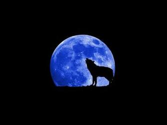 Wolves Image Wolf HD Wallpaper And Background Photos