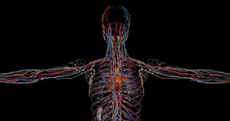 Animation Of The Circulatory System Or Cardiovascular A