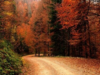 Wallpaper Autumn Fall Nature Popular